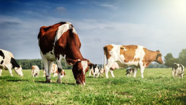 Поголовье коров снизилось на 1,5%