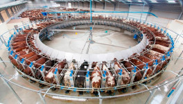 Производство товарного молока выросло на 2,6%