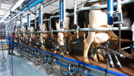 Молочная продуктивность коров выросла почти на 5%