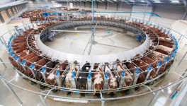 Производство товарного молока выросло на 4,2%
