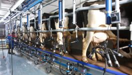 Молочная продуктивность коров выросла на 5,1%