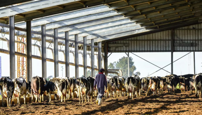 USDA: производство молока в Аргентине снижается на фоне экономического кризиса