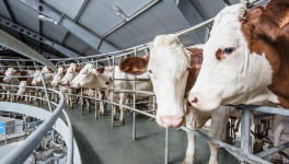В Псковской области до 2025 года запустят две молочные фермы на 3,4 тыс. голов скота
