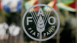 ФАО: мировые цены на продовольствие выросли в июне на 0,5% по сравнению с маем