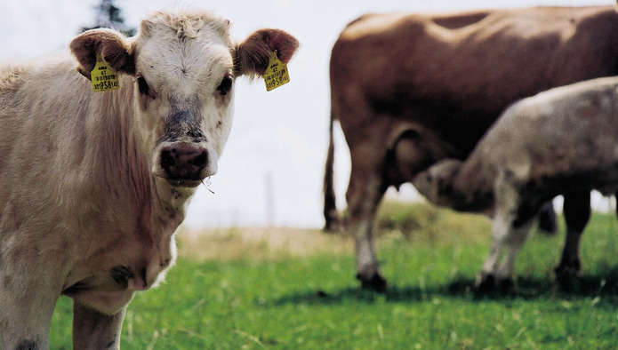 Arla прекратила сотрудничество с фермером, подозреваемым в жестоком обращении с животными