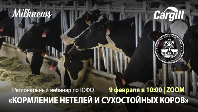 Milknews приглашает присоединиться к трансляции вебинара «Кормление нетелей и сухостойных коров»